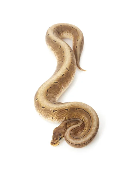 Spinner ball python — Stock Photo, Image