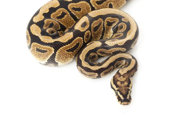 Mancha nariz bola python — Fotografia de Stock