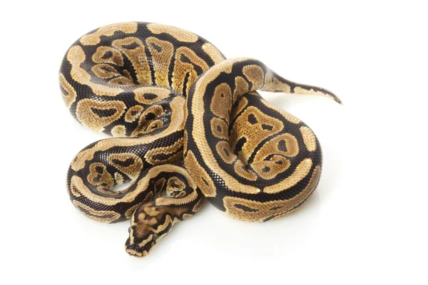 Ter plaatse neus bal python — Stockfoto