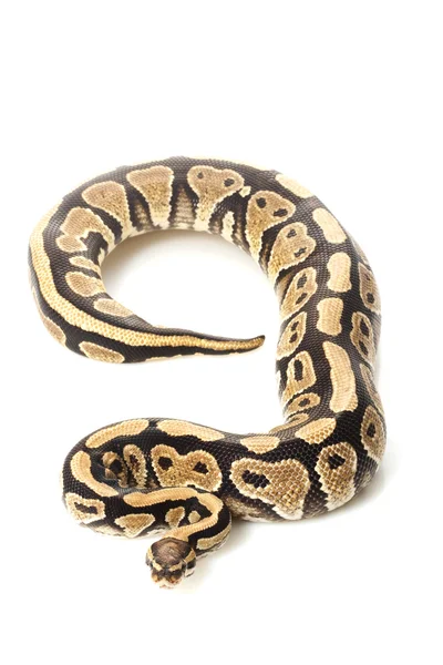 Specter ball python — Stock Photo, Image