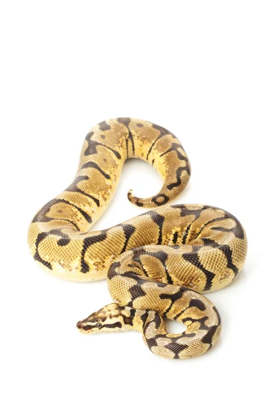 kadını bee top python