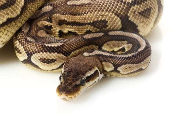 Python bola do pewter — Fotografia de Stock