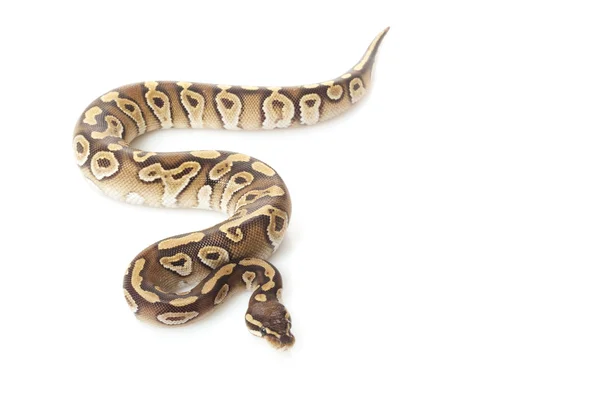 Mojave Bola Python — Fotografia de Stock