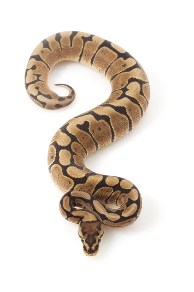 N ball python — Stock Fotó