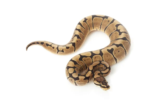 N ball python — Stock Fotó