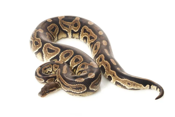 Tarçın pastel top python