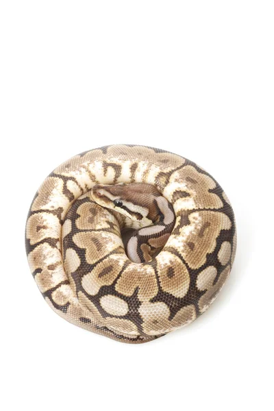 Bola de abelha Cinna Python — Fotografia de Stock