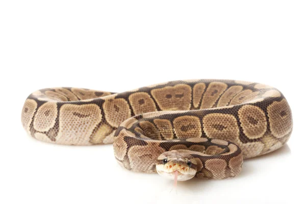 Cinnamon woma ball python — Stock Photo, Image