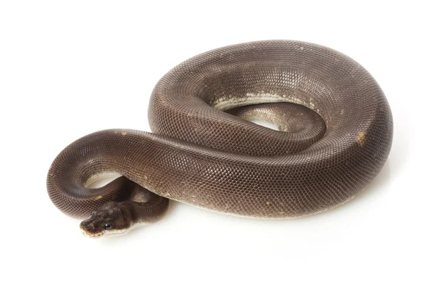 Super cinnamon ball python — Stock Photo, Image