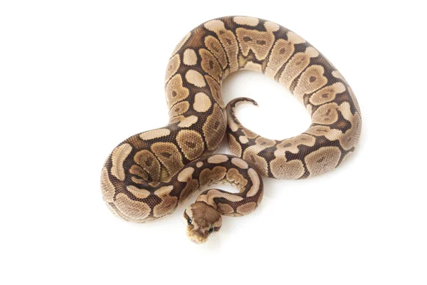 Canela woma bola python — Fotografia de Stock