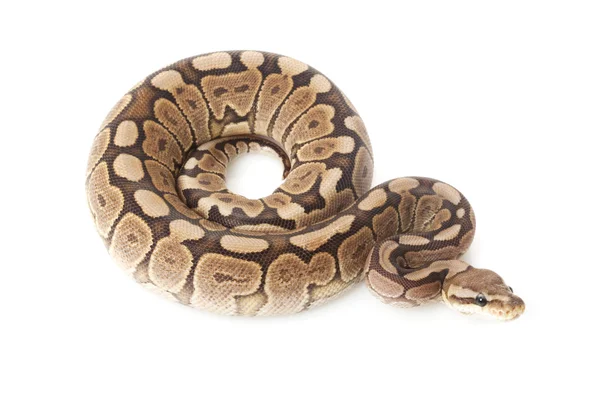 Zimtkugel-Python — Stockfoto