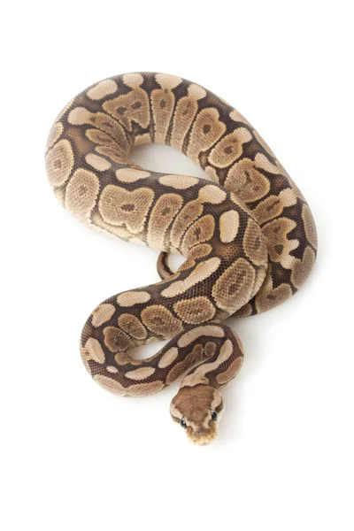 Kanel woma ball python — Stockfoto