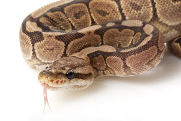 Kaneel woma bal python — Stockfoto