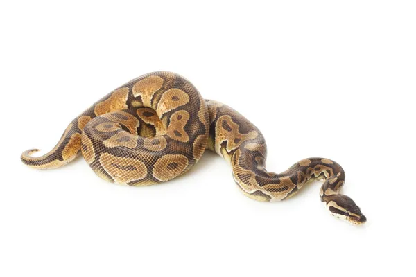 Canela enchi bola python — Fotografia de Stock