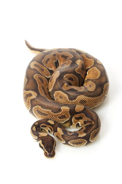 Skořice enchi míč python — Stock fotografie