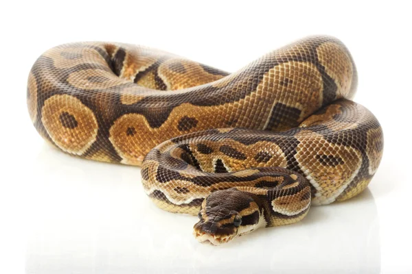 Boule de cannelle enchi python — Photo