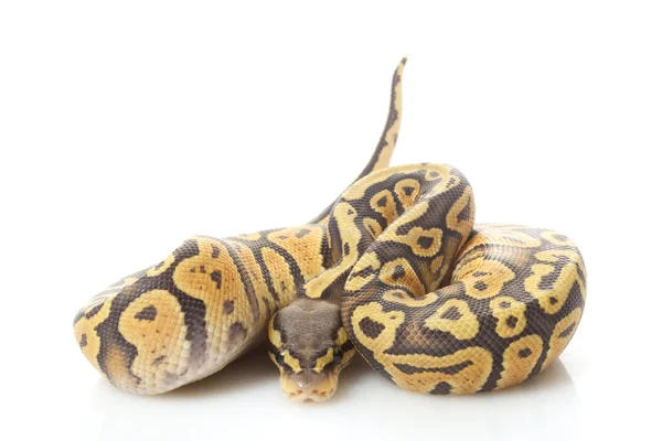 Ghost pastel ball python — Stock Photo, Image