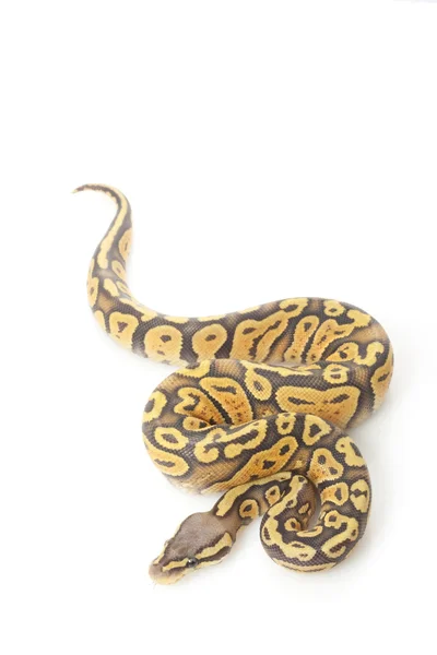 Ghost pastel ball python — Stock Photo, Image