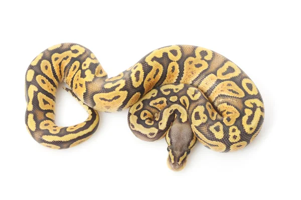 Ghost pastel ball python — Stock Photo, Image