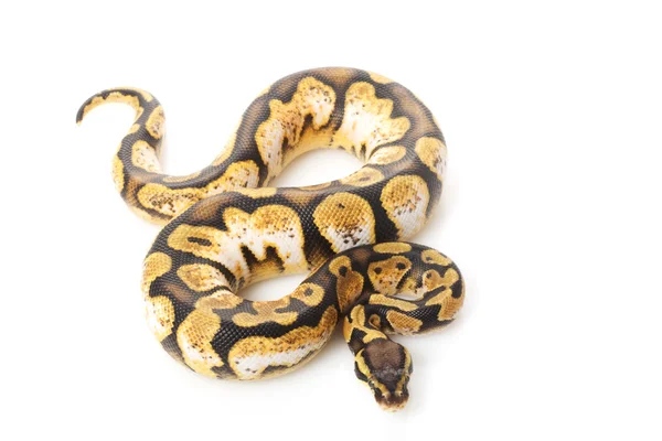 Pastell Zitrus Calico Ball Python — Stockfoto