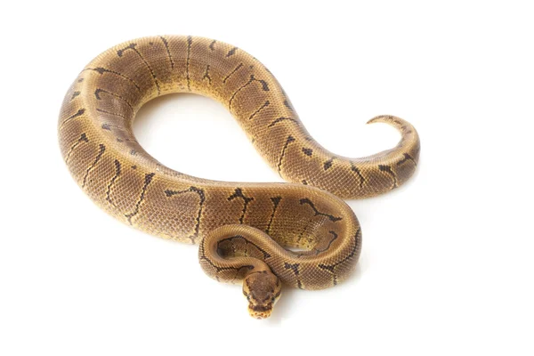 Woma 条纹球 python — 图库照片