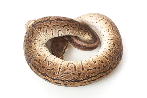 Cinnamon pinstripe ball python — Stock Photo, Image