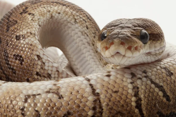 Kaneel pinstripe bal python — Stockfoto