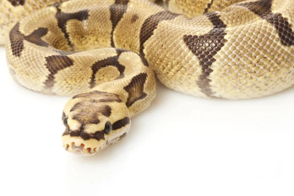 Woma bola de fogo python — Fotografia de Stock