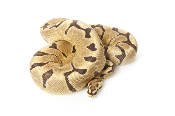 Woma fire ball python — Stock Photo, Image