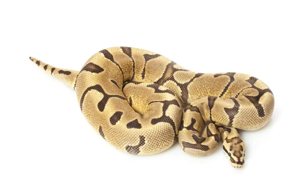 Woma bola de fogo python — Fotografia de Stock