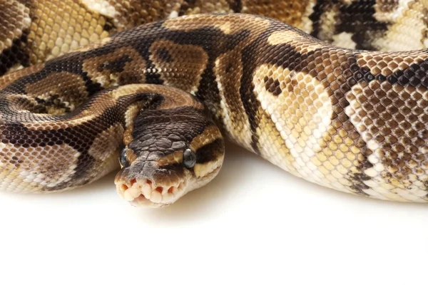 Παράδοξο μικρότερο πλατίνα μπάλα python — Φωτογραφία Αρχείου