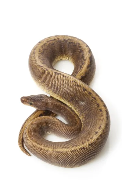 Boule d'araignée poussière d'or python — Photo