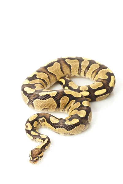 Brand gul buk ball python — Stockfoto