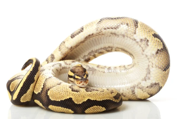 Fogo amarelo barriga bola python — Fotografia de Stock
