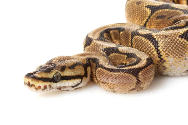Spider yellow belly ball python — Stock Photo, Image