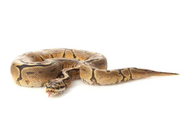 Spider yellow belly ball python — Stock Photo, Image