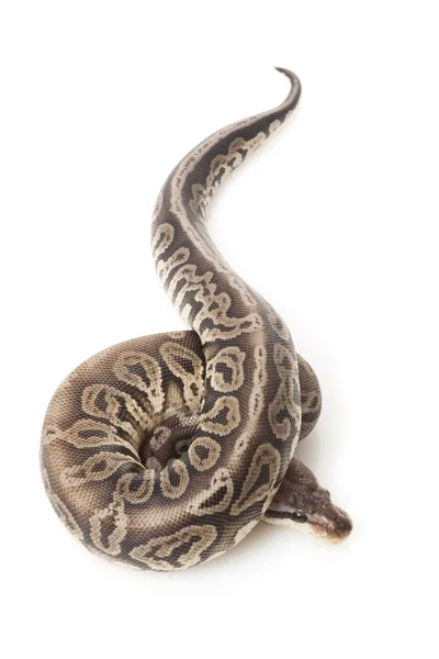 Black pewter ball python — Stock Photo, Image