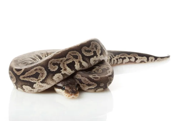 Zwarte tinnen bal python — Stockfoto