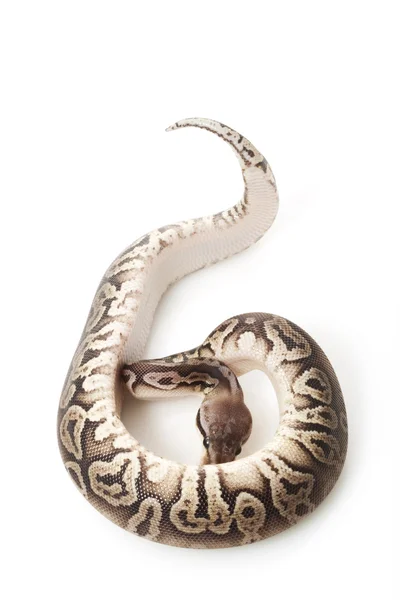 Schwarze Zinnkugel-Python — Stockfoto