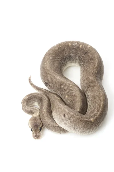 Silver bullet ball python — Stock Photo, Image