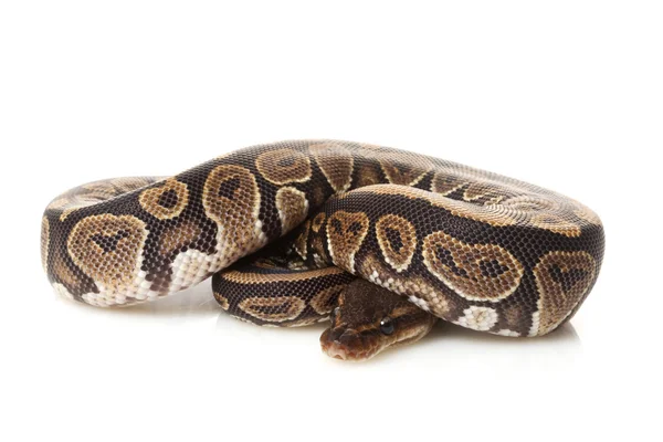 Zwart opaal bal python — Stockfoto