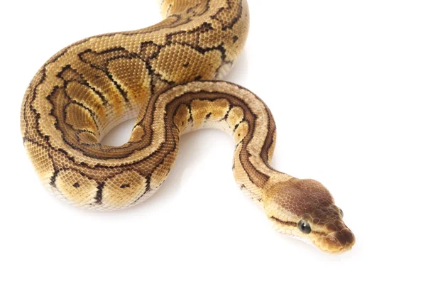 Chocolate limón blast ball python — Foto de Stock