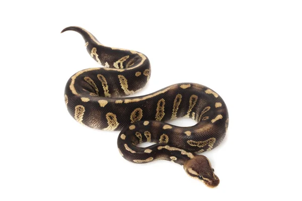 Super chocolate ball python — стоковое фото