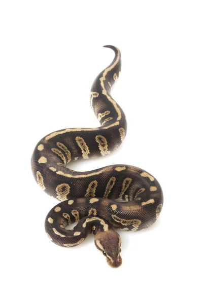 Super chocolate ball python — Stock Photo, Image