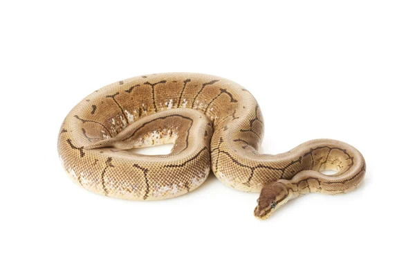 Cinnamon spinner ball python — Stock Photo, Image