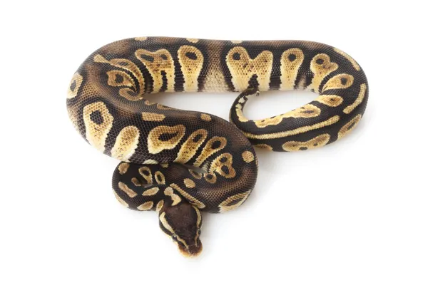 巧克力粉笔画球 python — 图库照片