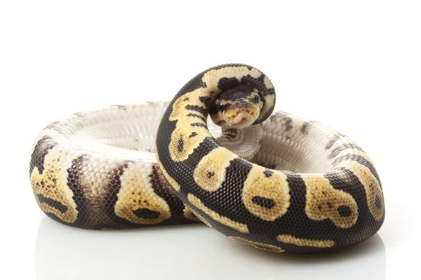 Chocolate pastel ball python — Stock Photo, Image