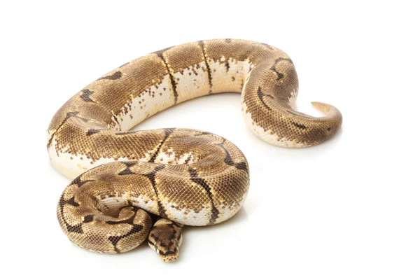 毒刺蜂球 python — 图库照片