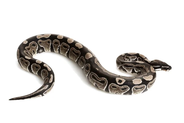 Axthantic Ball Python — Stock Photo, Image