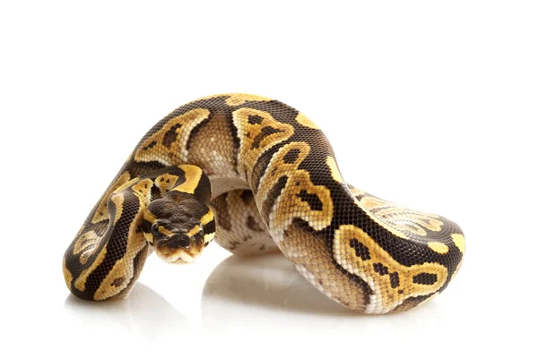Granito Mojave bola Python — Foto de Stock